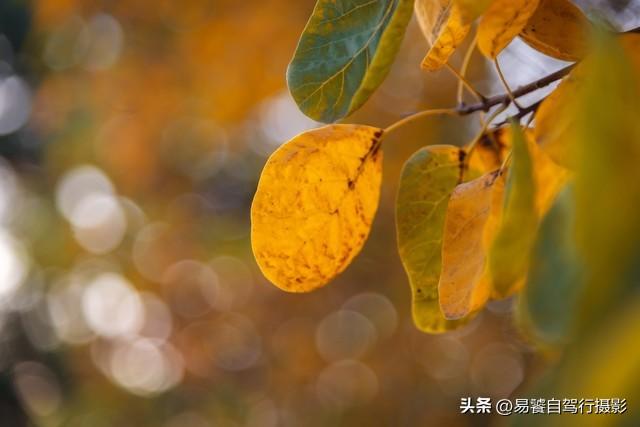 香山红叶摄影进阶：必须掌握这6个实战技巧，张张出大片成顶流