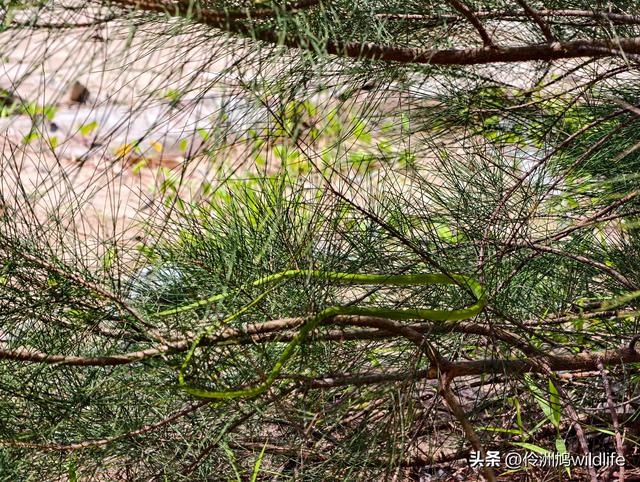 马来西亚(36)砂拉越州⑩峇哥国家公园夜间徒步体验