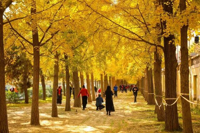 速来！海淀这份含“金”量超高的攻略请收好→