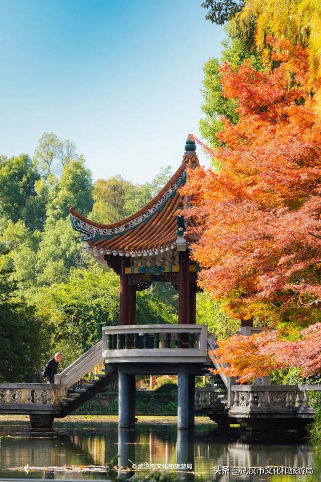 晴晴晴晴晴晴晴晴，东湖彩叶美出新高度！