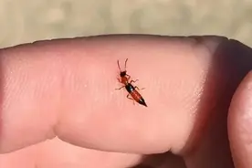 被咬后起脓包发炎，毒素与眼镜蛇类似！多地出现这种飞虫图片