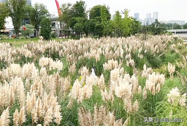 成都市区最美芦苇花，如烟如雾，超美，不要门票，地铁公交直达！