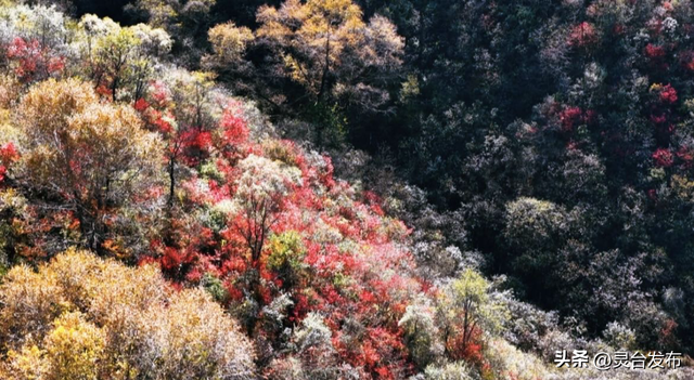 把灵台秋韵的山水诗意 都藏进这个秋天里