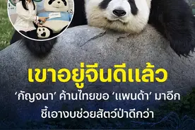 泰国社会关于向中国租借新的大熊猫争论不断图片