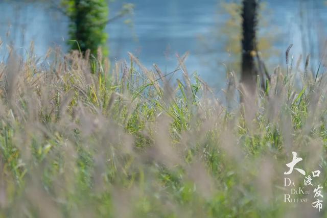 梦幻绝美!大渡口藏着一大片芦苇花海,现在去正好