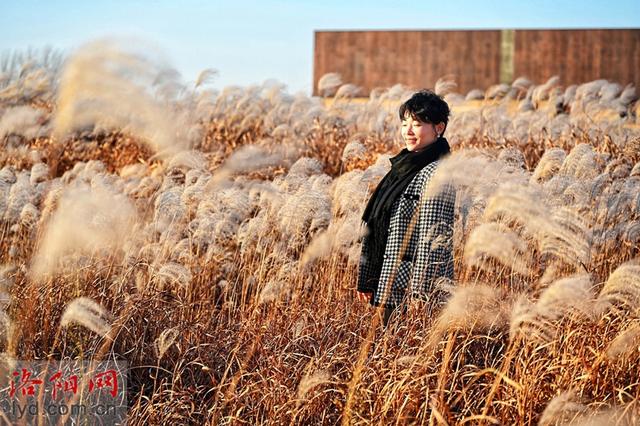 二里头夏都遗址博物馆周边芒草摇曳 冬日景色美如画