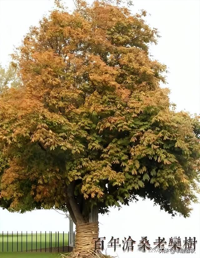 凤凰山三叠：露润烟霞，岁暖山河（三）｜文 / 摄影 王开佐