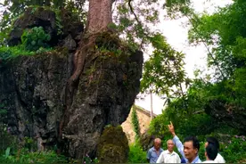 广西发现一棵野生黄连木，巨石上长了200年，树根把巨石劈成两半图片