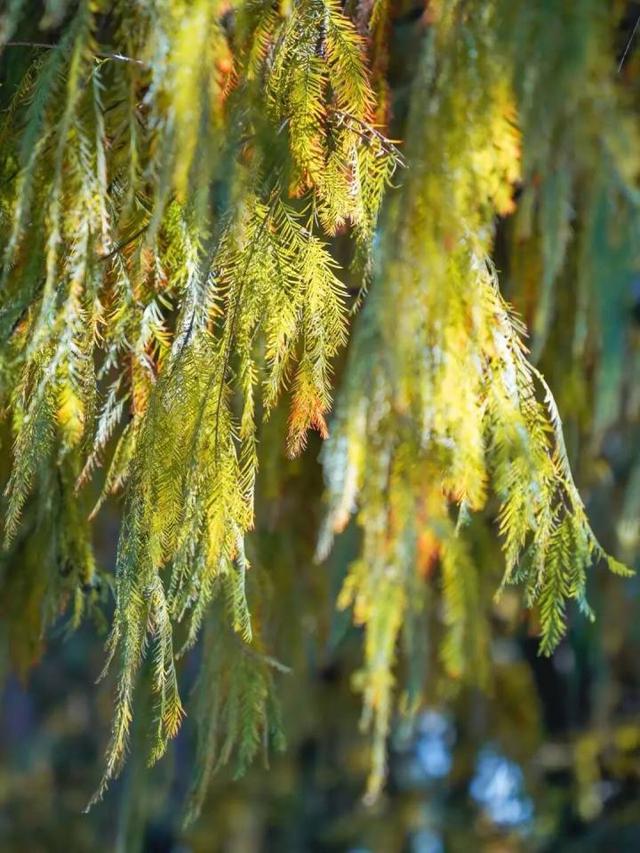 比青山湖人少，比湘湖低调，杭州东北藏着一条“银杏+水杉”组合路线！