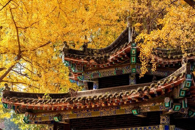 楚天金秋，银杏为笺：湖北五处银杏秘境，邂逅最诗意的流光