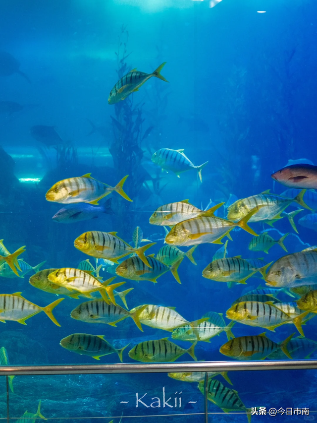 来市南，看虎界“刘亦菲”！与“神奇动物”零距离～