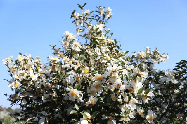 格桑花、紫花风铃木、雪白油茶花……肇庆这里太美了！