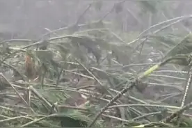 17级超强台风“摩羯”太可怕了，狂扫湛江市徐闻县，场面一片狼藉图片