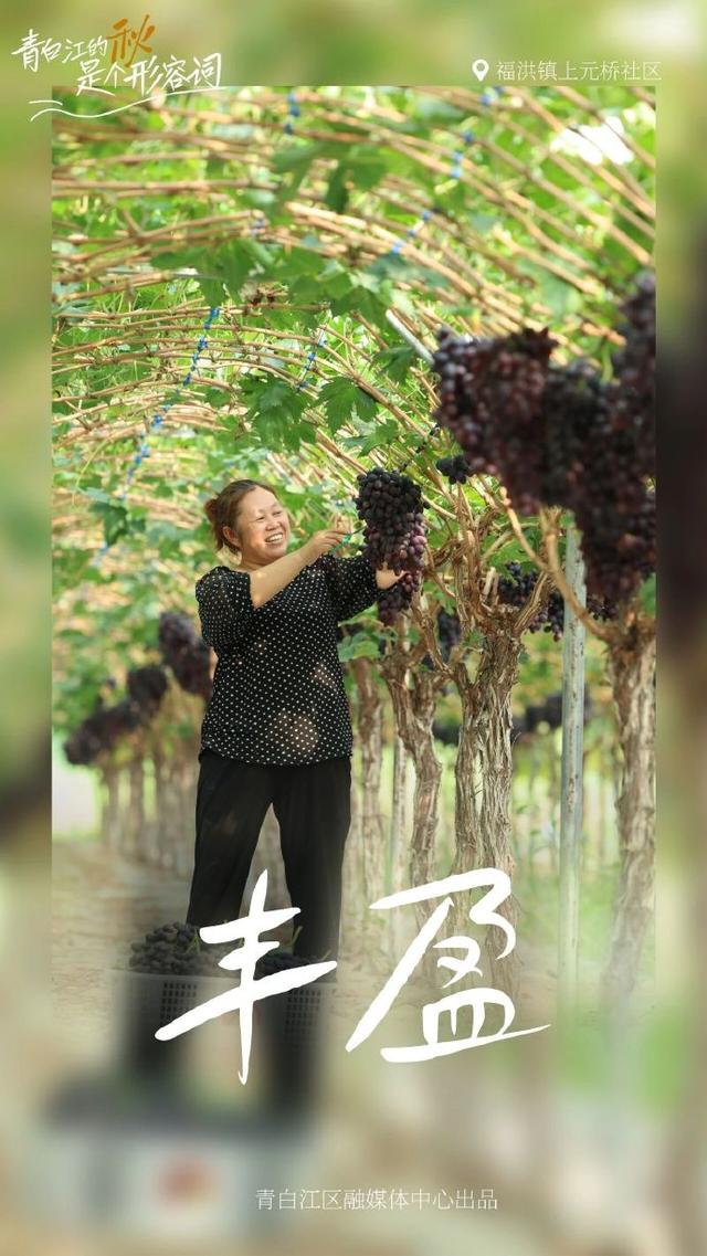 青白江的秋天是个形容词