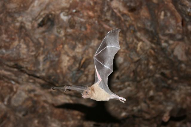 墨西哥岛屿呼唤救援：失去帝王蝶和吸蜜蝠，餐桌会发生什么？