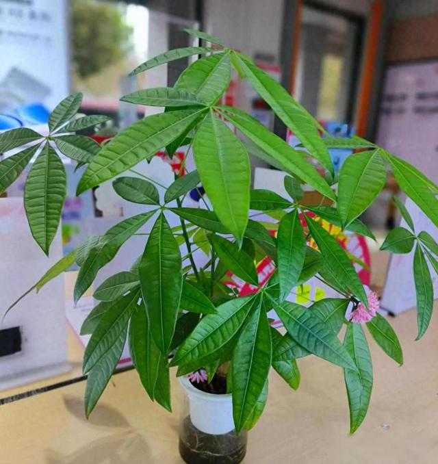 “五树进宅，升官发财”，这5种旺家树，你家室内有没有？