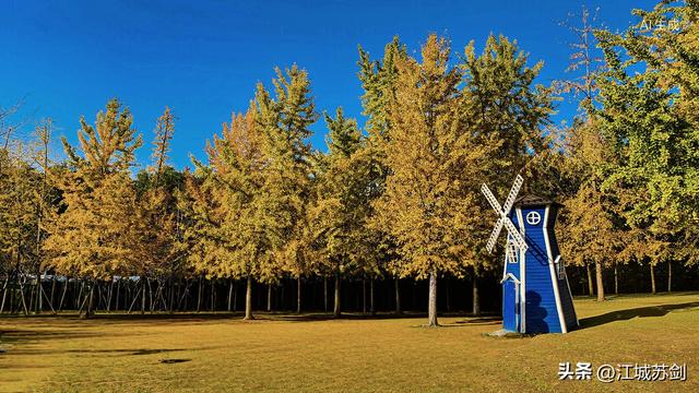 银杏黄时，解放公园把武汉秋天压成一枚金色书签