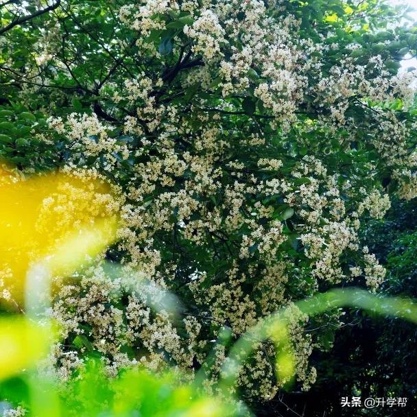 丁木花开如雪，攀枝花这个云端村落私藏了整个夏天的清凉！