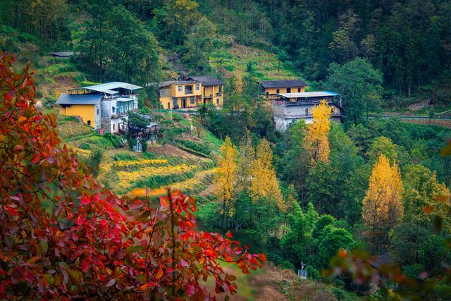 上坝彩林 彩林坝上