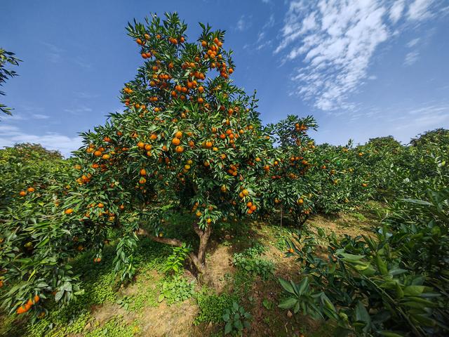 风栖陶岭橘满坡