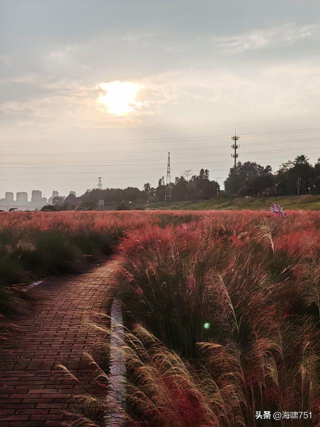 佛山三水芦苞花海生态公园