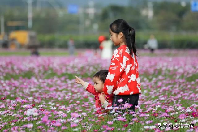 贵港这片格桑花海盛放，超出片！