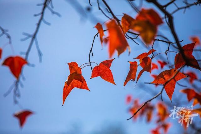 杭州最近美“枫”了，红枫和鸡爪槭还“傻傻分不清楚”？