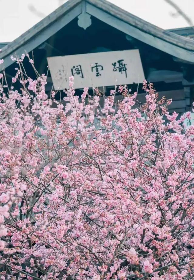 清晨7点的鼋头渚，美爆了