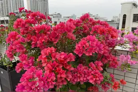 三角梅怎么养？就用简单3个方法，开花量更大，花期更长，太美了图片