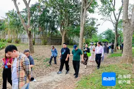 全国网媒行代表走进儋州西联农场，百年胶园冒发新风华图片
