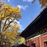 在科技日新月异的今天，寺庙香火却越烧越旺