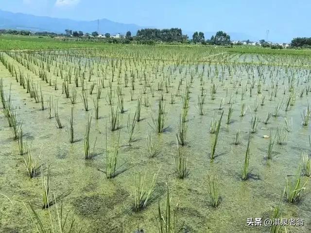 蔬菜谱（七十二）荸荠