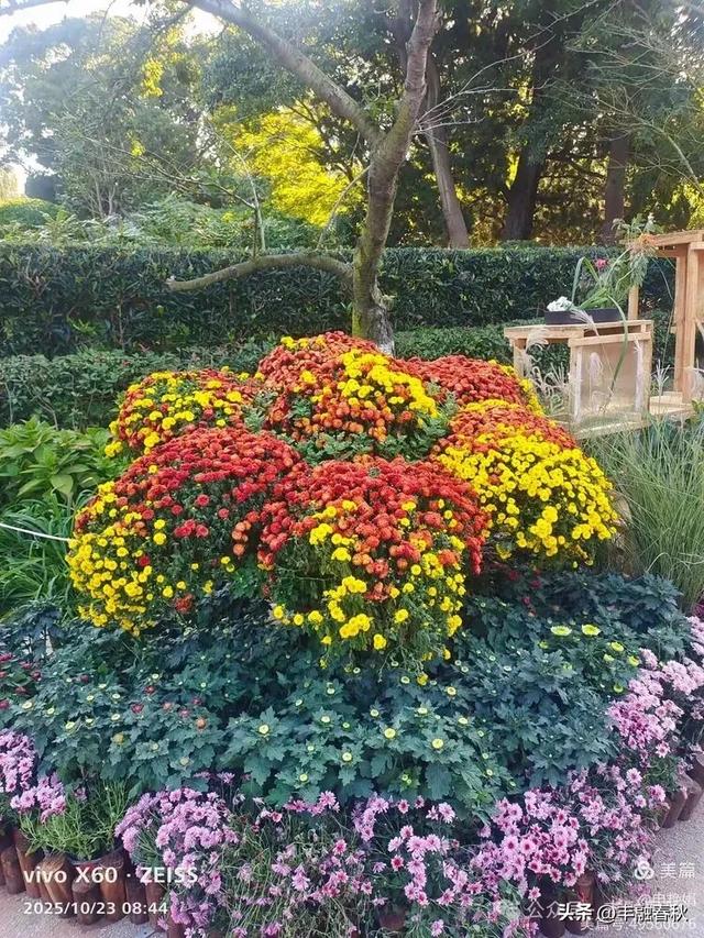 菊绽秋阳里,暗香绕中山|申艳娟