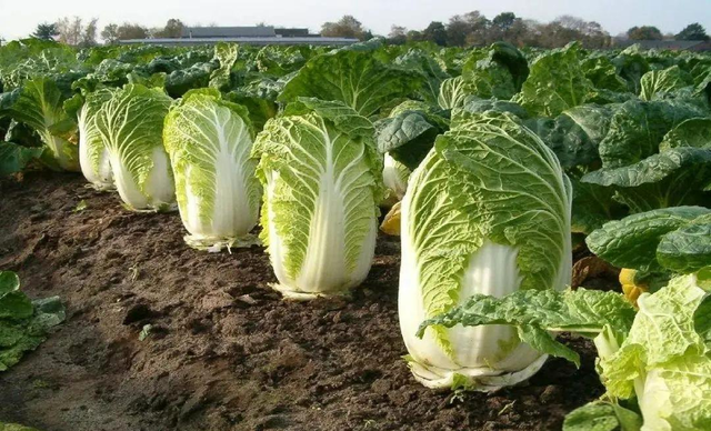 “立冬4不吃，病就不找来！”11月7立冬，哪4不吃？应时节乐过冬