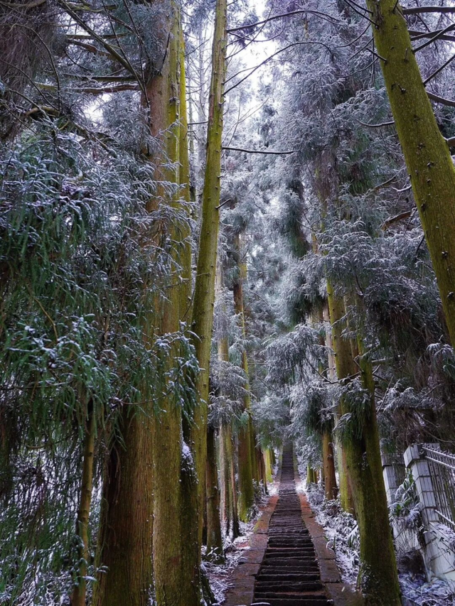在雅安！！这么美的雪景我当然狠狠宣传啊啊啊！！