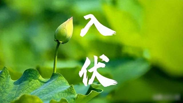 入伏前高温预警，农谚“热死牛”当真？短伏天藏什么秘密？