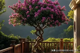 很“镇宅”的3种植物，为家带来平安和好运，再穷也要养1盆！图片