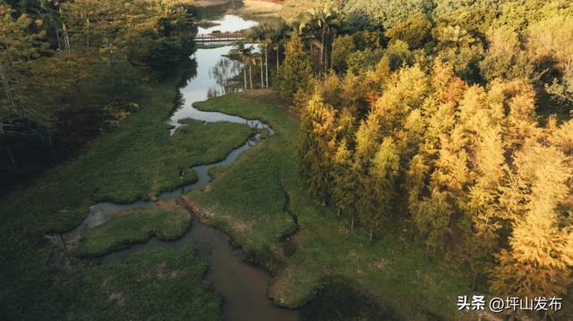 看完你的 看你的，坪山这片格桑花海承包你的秋日治愈感！