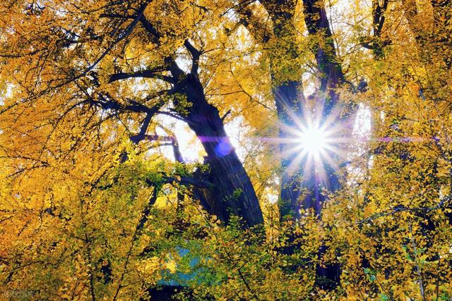 南京千年银杏黄了！浦口两个免费秘境相距9公里，可一天打卡拍照