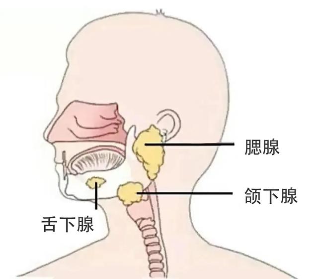 睡觉爱流口水的人,最好排查一下4种病