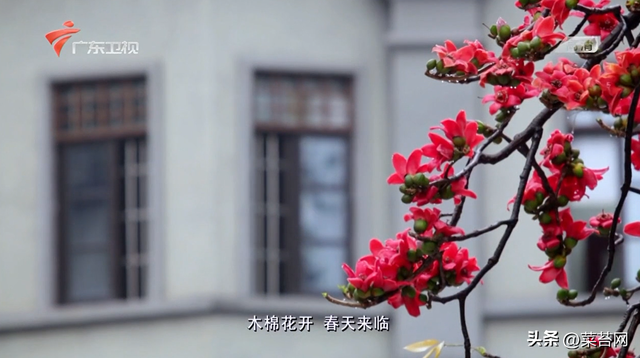 老广的味道 鱼肚花胶是哪期 老广的味道第五季鱼露