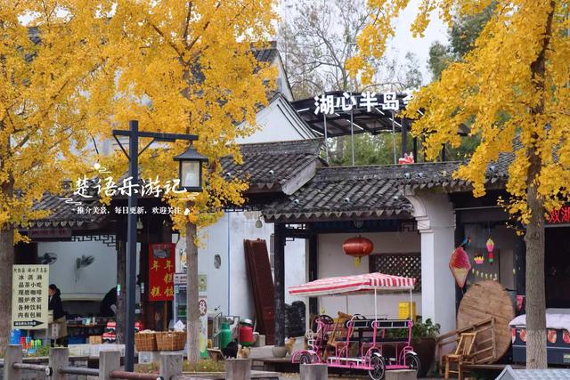 浙江宁波少有的水乡古镇，银杏大道与银杏林太美了，错过再等一年