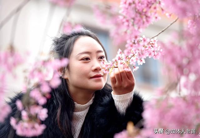 六盘水月照养生谷：冬樱花盛开引客赏花打卡