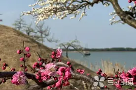 太湖里的鼍山岛，怎么念？图片