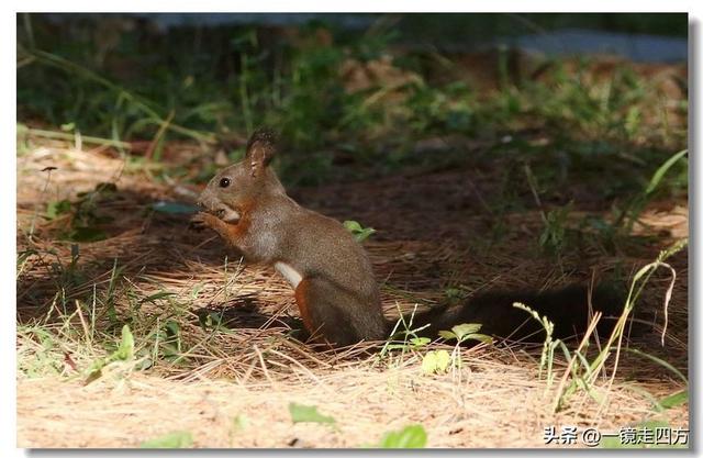 沈阳东陵郊野公园“精灵”出没
