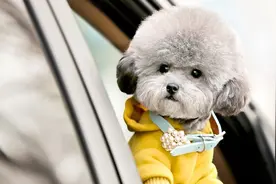 以下是一些可以免费观看短剧的平台图片