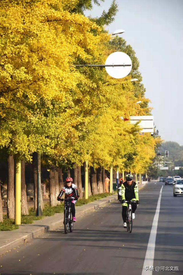 收藏！秦皇岛“银杏观赏地图”出炉，这八处胜地解锁璀璨深秋~