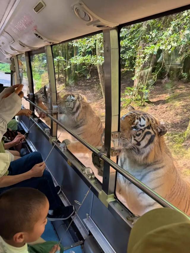 @全国中小学生：这个秋假，免门票畅玩碧峰峡！来与动物交朋友，打卡领熊猫奖牌啦！
