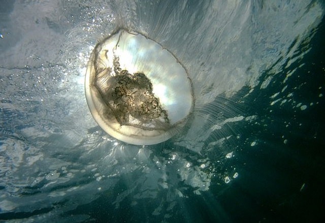 巨型水母大量涌入英国海域，专家：数量激增或与海水温度升高有关