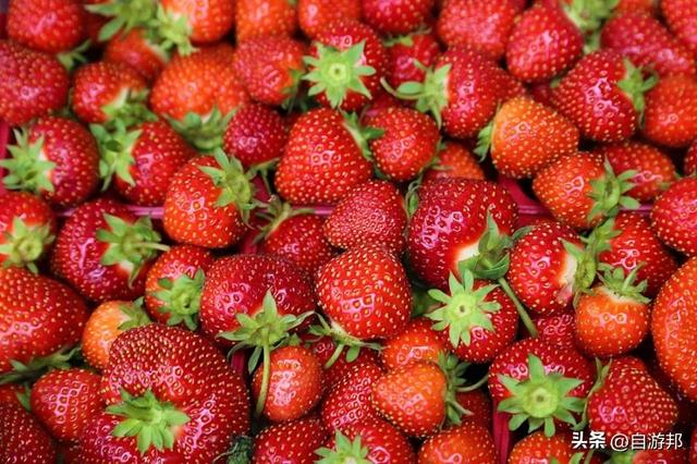 内湖草莓季12月开跑，白石湖吊桥 周边玩乐景点、交通信息一次看！